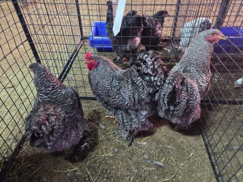 3 X KOEKOEK BRAHMA M+F F.BONESCHANS (Per animal to take the lot)