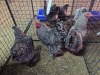 3 X KOEKOEK BRAHMA M+F F.BONESCHANS (Per animal to take the lot)