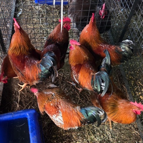 7 X BOSVELDER M DE BEER BOERDERY (Per animal to take the lot)