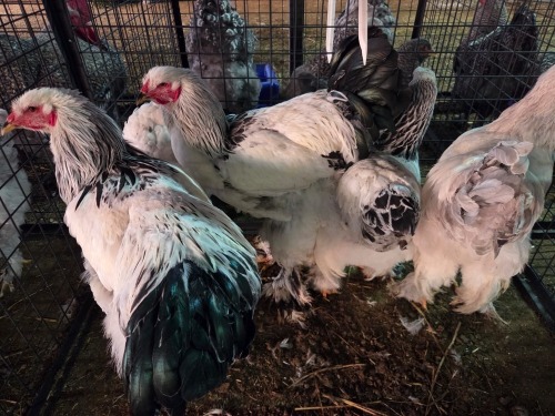 5 X COLUMBIAN BRAHMA MIX F.BONESCHANS (Per animal to take the lot)