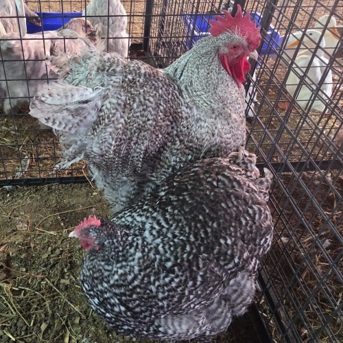 2 X KOEKOEK ORPINGTON M+F N. CRAWFORD (Per animal to take the lot)