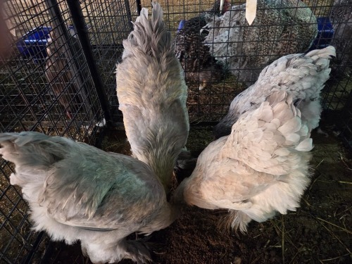 4 X LAVENDER BRAHMA MIX F.BONESCHANS (Per animal to take the lot)