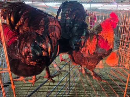 3 X FARM CHICKEN M WILMEG (Per animal to take the lot)
