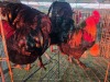 3 X FARM CHICKEN M WILMEG (Per animal to take the lot)