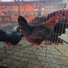 2 X KAPOKKIES F LIVESTOCK 88 84 (Per animal to take the lot)