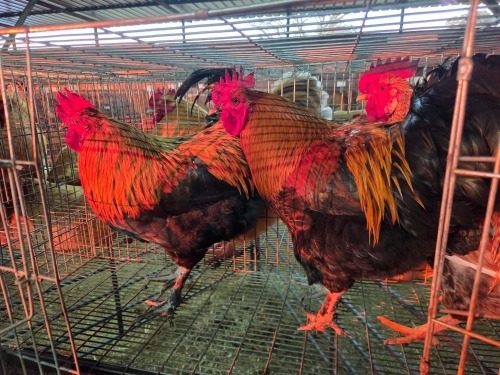 3 X FARM CHICKEN M WILMEG (Per animal to take the lot)