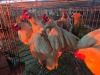 5 X HY-LINE F LIVESTOCK 88 84 (Per animal to take the lot) - 2