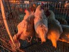 5 X HY-LINE F LIVESTOCK 88 84 (Per animal to take the lot) - 2