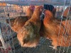 5 X BUFF ORPINGTON F ADEO CLOETE (Per animal to take the lot)