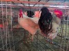 2 X FARM CHICKEN M VILJOEN LIVESTOCK TRADING (Per animal to take the lot)