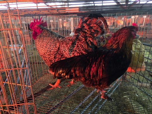 2 X FARM CHICKEN M VILJOEN LIVESTOCK TRADING (Per animal to take the lot)
