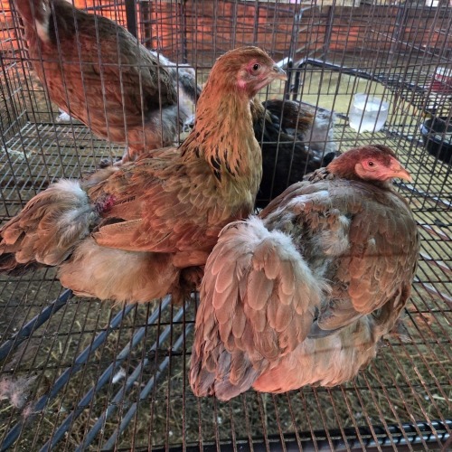 2 X PARTRIDGE BRAHMA F ADEO CLOETE (Per animal to take the lot)