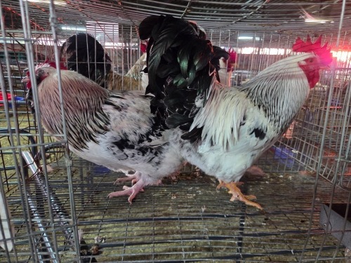 2 X FARM CHICKEN M VILJOEN LIVESTOCK TRADING (Per animal to take the lot)