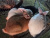 4 X RABBITS MIX ADEO CLOETE (Per animal to take the lot)