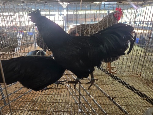 2 X AYAM CEMANI M+F N. CRAWFORD (Per animal to take the lot)