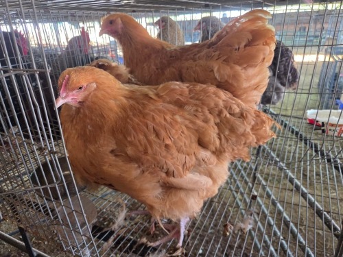 3 X BUFF ORPINGTON F N. CRAWFORD (Per animal to take the lot)