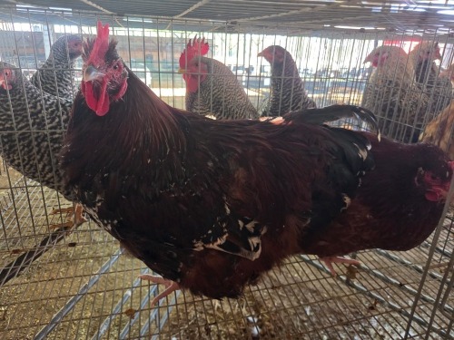 2 X JUBILEE ORPINGTON M+F N. CRAWFORD (Per animal to take the lot)