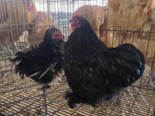 2 X PEKIN BANTAM F N. CRAWFORD (Per animal to take the lot)