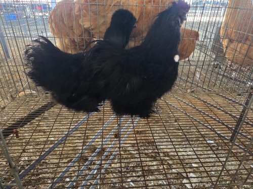 2 X SWART SILKIES M+F N. CRAWFORD (Per animal to take the lot)