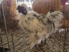 1 X KAALNEK SILKIE M N. CRAWFORD