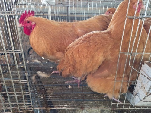 3 X BUFF ORPINGTON M+F VAN STADEN STOETERY (Per animal to take the lot)