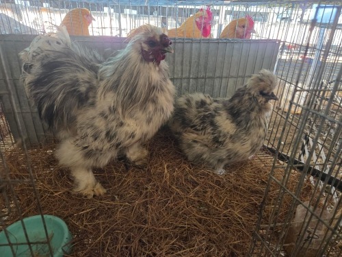 2 X SPLASH SILKIE M+F N. CRAWFORD (Per animal to take the lot)