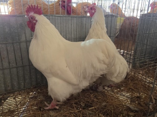 2 X WHITE BANTAM ORPINGTONS M+F N. CRAWFORD (Per animal to take the lot)
