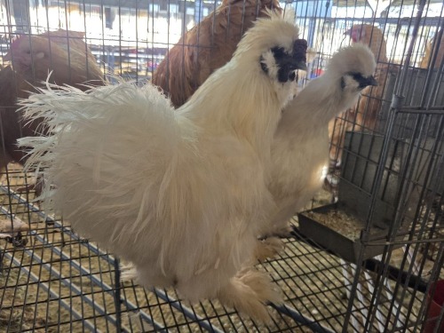 2 X WHITE SILKIE M+F N. CRAWFORD (Per animal to take the lot)
