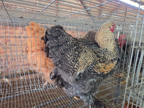2 X KOEKOEK BRAHMA M+F F.BONESCHANS (Per animal to take the lot)