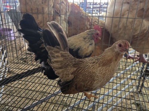 2 X JAPANESE BANTAM M+F N. CRAWFORD (Per animal to take the lot)