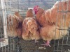 3 X BUFF ORPINGTON M+F VAN STADEN STOETERY (Per animal to take the lot)