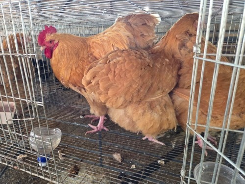 3 X BUFF ORPINGTON M+F VAN STADEN STOETERY (Per animal to take the lot)