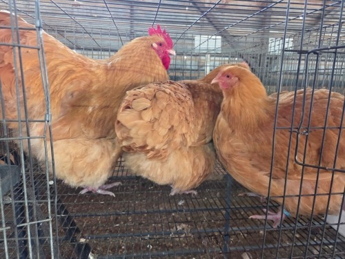 3 X BUFF ORPINGTON M+F VAN STADEN STOETERY (Per animal to take the lot)