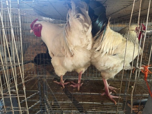 2 X FARM CHICKEN M HSM KOTZE (Per animal to take the lot)