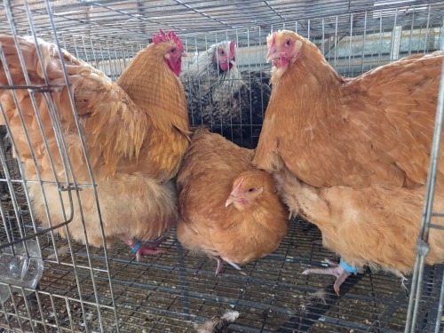 3 X BUFF ORPINGTON M+F VAN STADEN STOETERY (Per animal to take the lot)