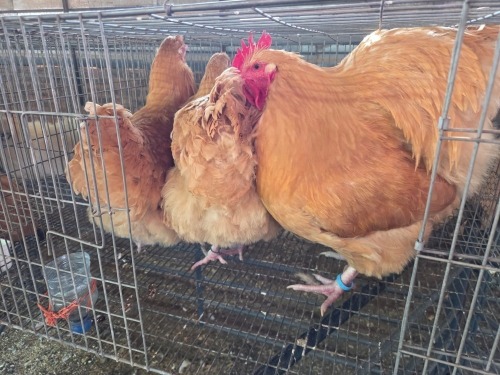 3 X BUFF ORPINGTON M+F VAN STADEN STOETERY (Per animal to take the lot)