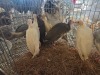 12 X GUINEA FOWL MIX MICHELLE (Per animal to take the lot)