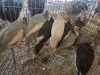 10 X GUINEA FOWL MIX MICHELLE (Per animal to take the lot)