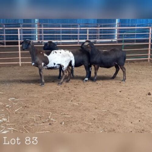 LOT 85 3X MEATMASTER OOI/EWE DRIEKOP MEATMASTERS (PER STUK OM LOT TE NEEM/PER PIECE TO TAKE THE LOT)