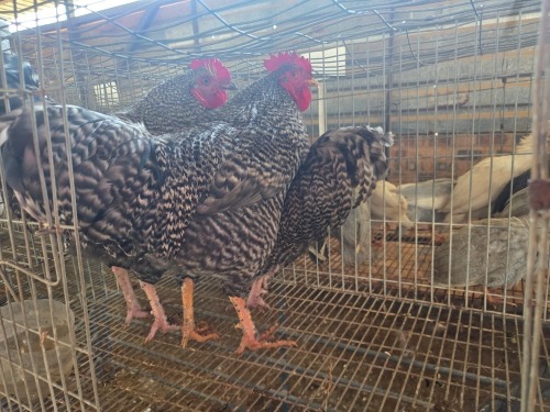 3 X KOEKOEK M HSM KOTZE (Per animal to take the lot)