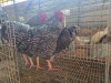 3 X KOEKOEK M HSM KOTZE (Per animal to take the lot)