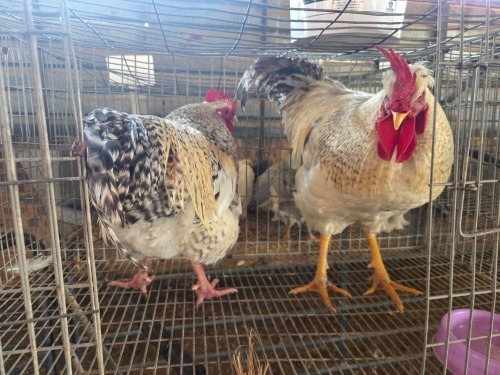 2 X FARM CHICKEN M HSM KOTZE (Per animal to take the lot)
