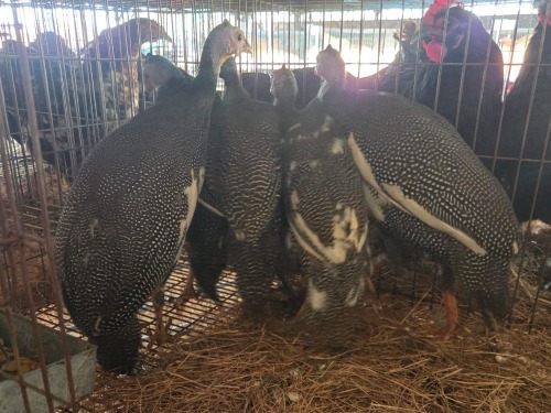 5 X GUINEA FOWL MIX MICHELLE (Per animal to take the lot)