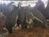 5 X GUINEA FOWL MIX MICHELLE (Per animal to take the lot)