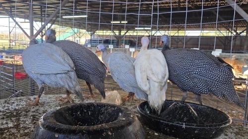 5 X GUINEA FOWL MIX MICHELLE (Per animal to take the lot)