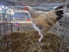 1 X BRAHMA F MICHELLE