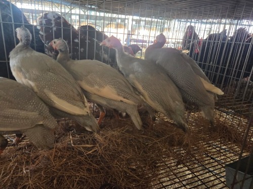 5 X GUINEA FOWL MIX MICHELLE (Per animal to take the lot)