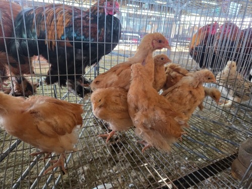 9 X BUFF ORPINGTON MIX MICHELLE (Per animal to take the lot)