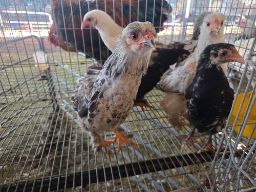 8 X BRAHMA MIX MICHELLE (Per animal to take the lot)