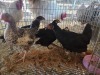 7 X FARM CHICKEN MIX MICHELLE (Per animal to take the lot)